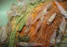 CARIDINA MULTIDENTATA ORANGE M