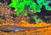 PLANILORICARIA CRYPTODON XL