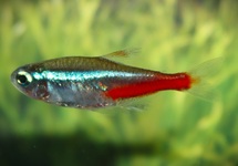PARACHEIRODON INNESI M