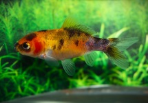 GOLDFISH SHUBUNKIN YELLOW