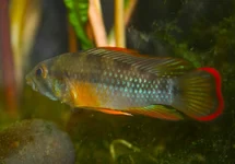 INCA DWARFCICHLID