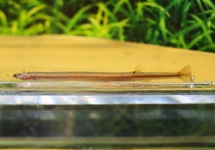 GOLDEN DORNAUGE