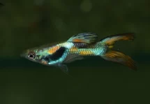 POEC. RET. DOUBLE SWORD MALE M