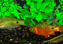 PETHIA CONCHONIUS M