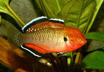 EMPIRE GUDGEON