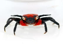 VAMPIERKRAB ROOD