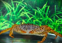 PARATHELPHUSA PANTHERINA M