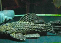 CACTUS PLECO