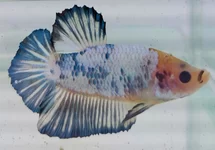 KEMPVIS PLAKAT PEARL BLAUW MAN