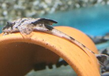 MAULBRÜTENDER HEXENWELS