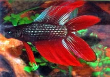 KEMPVIS DOUBLETAIL MAN