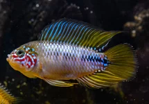 APISTOGRAMMA SP. OPAL S/M
