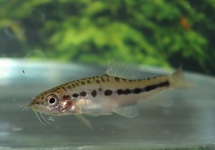 SCHMERLE BREVIS