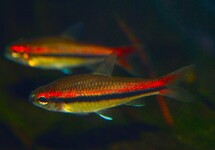 BREITBANDSALMLER TREWAVASAE