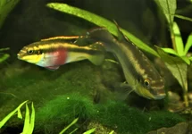 PELVICACHROMIS PULCHER S