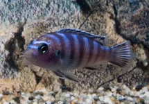 PSEUDOTROPHEUS DEMASONI S