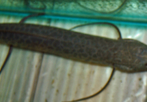 PROTOPTERUS AETHIOPICUS M/L