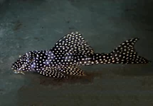 L048 GOLDEN CLOUD PLECO