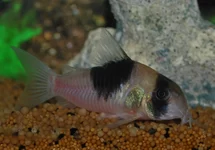 CORYDORAS (HOPLISOMA) SP. CW051 L
