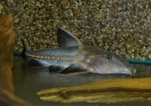 NIGER DOORNMEERVAL