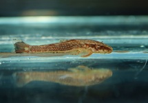 YELLOW-SPOT-PLECO