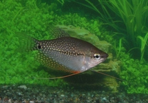GOURAMI PERLÉ