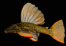 GOLDEN SAILFIN PLECO