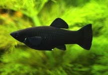 BLACK MOLLY