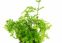 Ceratopteris thalictroides - PE
