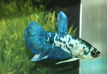 BETTA SP. PLAKAT MARBLE BLAUW MALE L