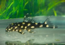L471 HYPANCISTRUS PLECO