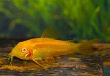 CORYDORAS NEON GOLDSTRIPE ALBINO