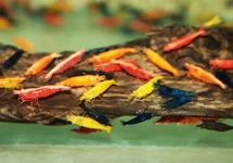NEOCARIDINA DAVIDI MIXED M