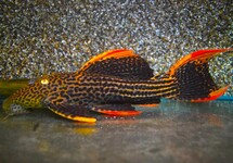 L025 SCARLET CACTUS PLECO '7 POINTER'