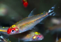 FIREHEAD TETRA