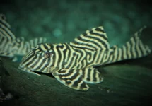 L333 ZEBRA PLECO