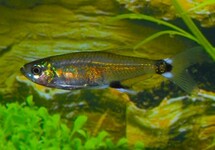 PANDA TETRA