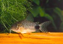 CORYDORAS SIMILE
