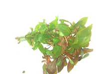 Ludwigia repens terracotta ring