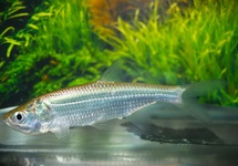 MEGALOPS ATLANTICUS S