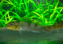 DWERGCICHLIDE TRANSVESTITUS