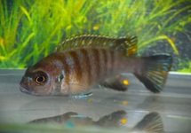 MALAWI CICHLID ELONGATUS BEE CHIRVA