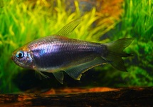 KEIZERTETRA ZWART