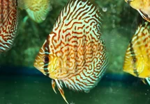 DISKUS PANTERA