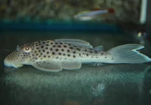 L141 ANCISTOMUS SNETHLAGEAE L