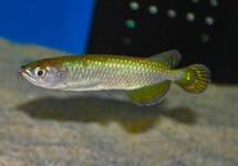 AUSTRALISCHER AROWANA