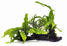 Microsorum sur racine L (31-40cm) - DW