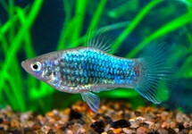 PLATY NEON BLUE TUXEDO