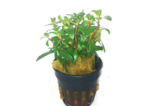 Nesaea crassicaulis in pot (p5)