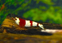 CRYSTAL RED GARNAAL